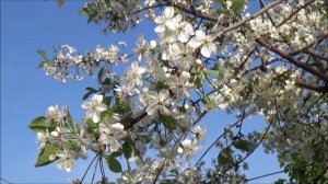 Доктор, пропишите мне весну!