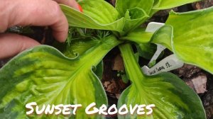 Хоста сорт Sunset Grooves окрас в июне