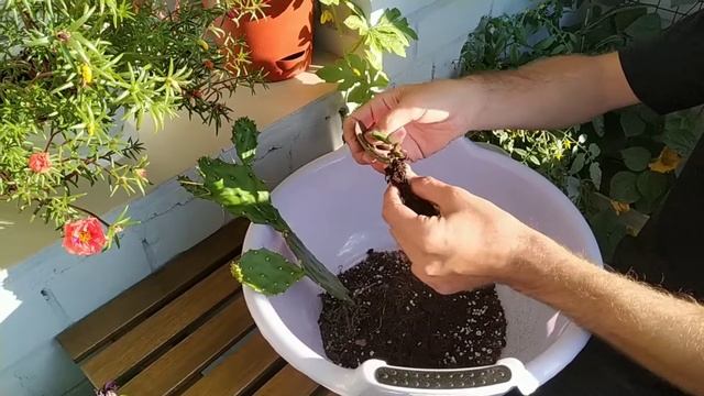 САЖАЮ СУККУЛЕНТЫ В ГРАВИЙ!Опунция, крассула смотреть онлайн