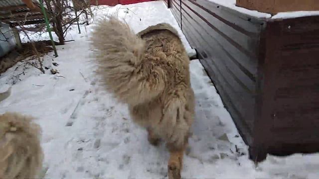 Скоро Новый год, а снега нет. смотреть онлайн
