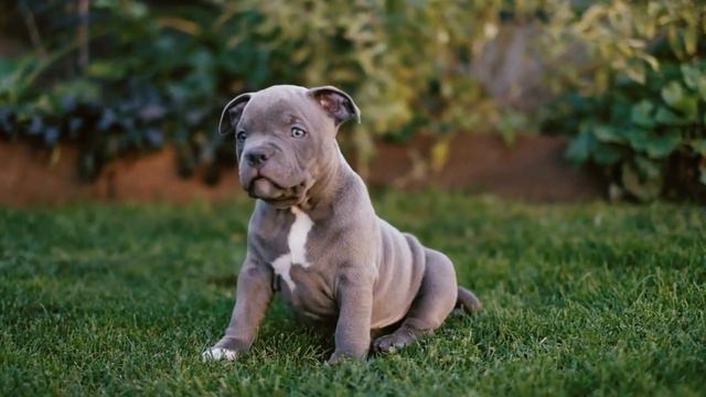 Breed Recognition: The Role of Major Kennel Clubs - How Does It Affect Popularity? смотреть онлайн