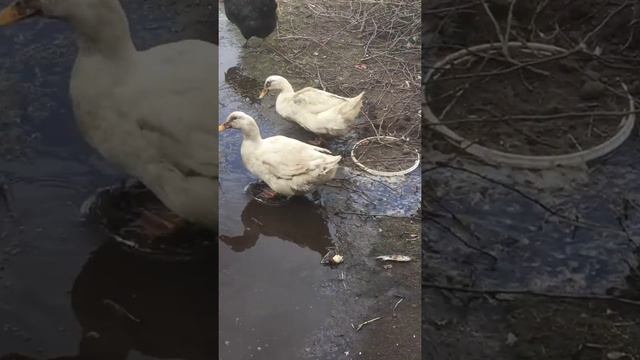 Дикие утки каннибалы едят живую рыбу смотреть онлайн