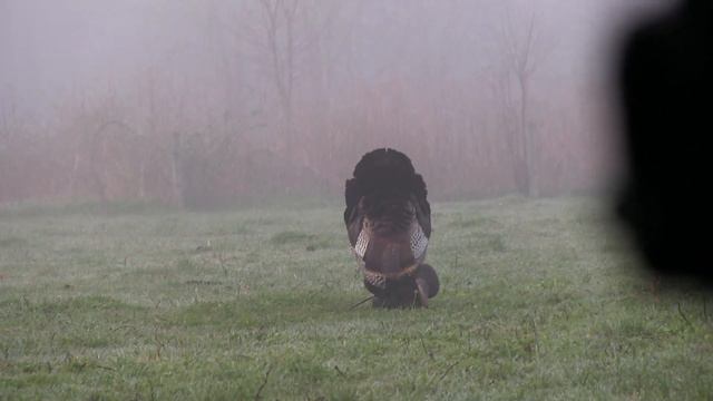 2020 Youth Hunt Gobbler - Evan's First Turkey смотреть онлайн