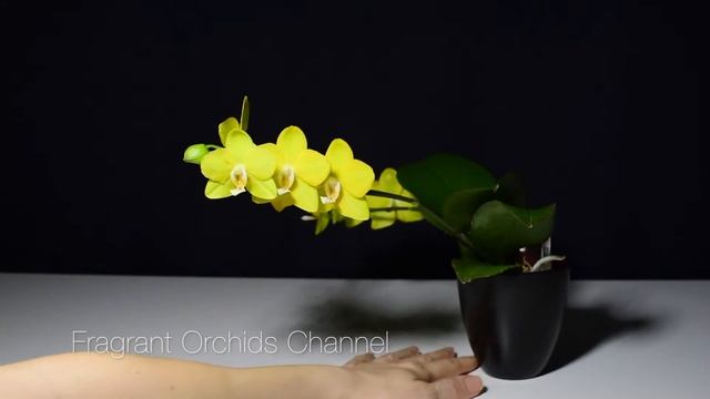 Первое цветение Phal.  Sogo Meili.