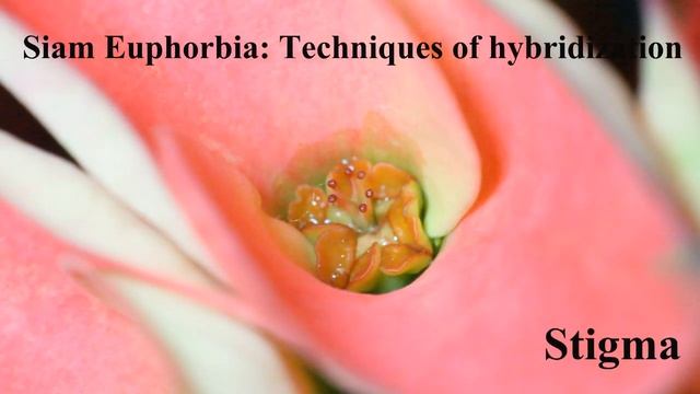 How to Pollination Euphorbia Milii(Crown of Thorns) #Siam_Euphorbia смотреть онлайн