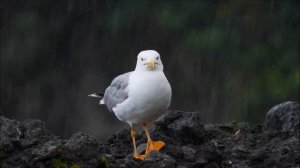 «МОЯ ПЕЧАЛЬ» Очень красивая музыка, отражающая глубину мыслей и чувств.mp4