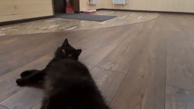Школа котов или кошка Луна! смотреть онлайн