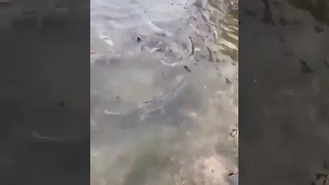 Кета на нерест смотреть онлайн