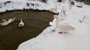 Гуси, гуси...про гусей и про нашего гусака Гошку.