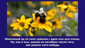 Интересные факты о шмелях. А вы знали об этом? Будь умным!