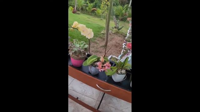 MY Phalaenopsis In Full Blast #orchidsinternational #phalaenopsis #phalaenopsisorchid