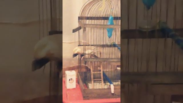 Очень смешное видео ,,погулял можно и домой " смотреть всем !!)) смотреть онлайн