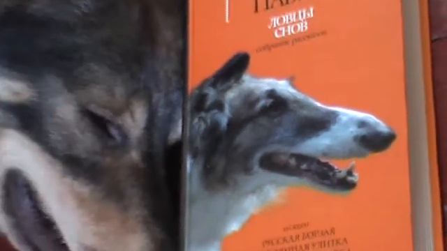 Русская борзая Павича смотреть онлайн