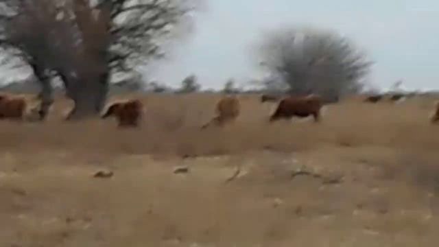 02.01.2021 ЧТО ДЕЛАТЬ? : ЛПХ В ОПАСНОСТИ смотреть онлайн