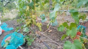 Виноград сорт Дружба