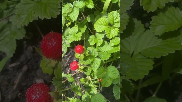 Газон из дикой земляники. Плодоносит все лето! #ohiostate смотреть онлайн