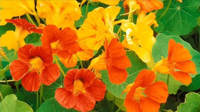 Цветы любви смотреть онлайн