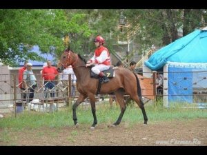 Скачки на лошадях Элиста 16 мая 2013г.  До скачек.