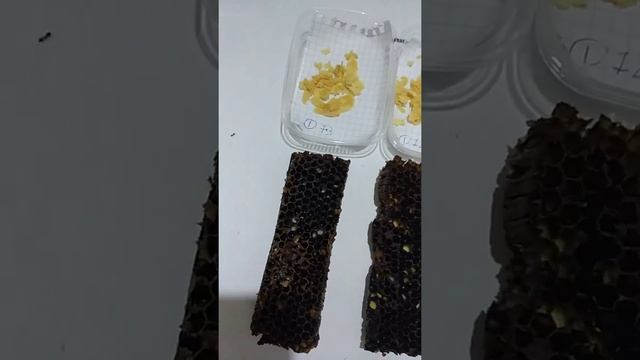 Сбор кладок черной львинки.опарыш черного солдата