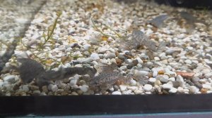 ЛЯГУШКА КАРЛИКОВАЯ АКВАРИУМНАЯ. Hymenochirus boettgeri