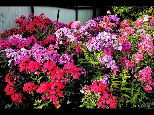 Флоксы Дракон, Кобальт, Москва Златоглавая смотреть онлайн