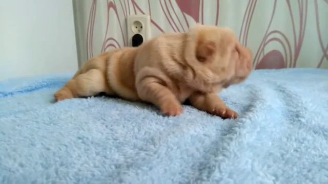 мальчик-шарпей.абрикосовый дельют. смотреть онлайн