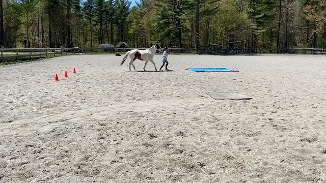 Amber F & Splash of Sass | Trail Class in Hand | Class 42 смотреть онлайн