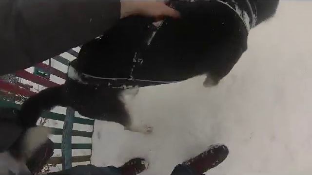 Катание на собаках смотреть онлайн