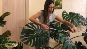 КАК ВЫРАСТИТЬ БОЛЬШУЮ МОНСТЕРУ