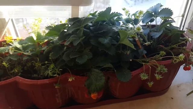 За окном -22, а на подоконнике клубника созрела. смотреть онлайн