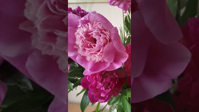 Пионы💕 #цветы #художник #фото смотреть онлайн