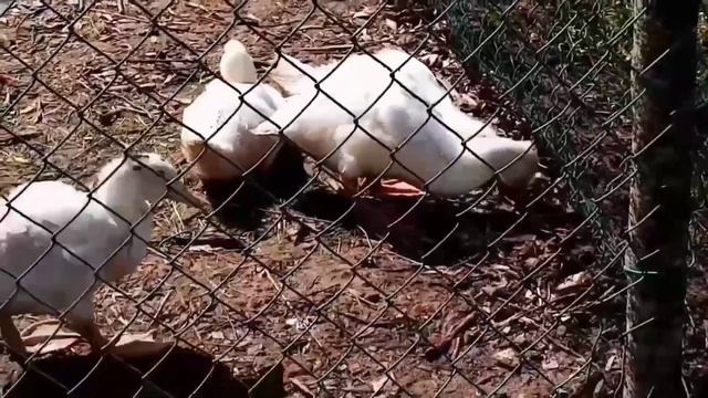 МУЛАРДЫ. Утка от 0 до 60 дней. Содержание уток мулардов. смотреть онлайн