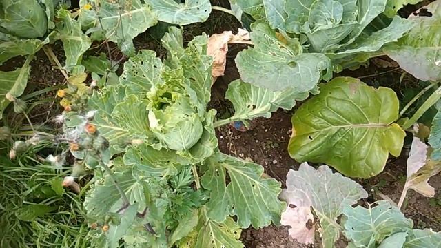 ВЛОГ ДАЧНЫЕ СТРАДАНИЯ смотреть онлайн