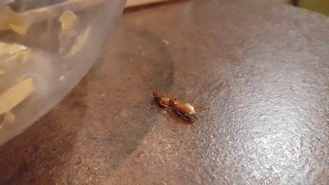 таракан ест таракана