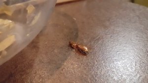 таракан ест таракана