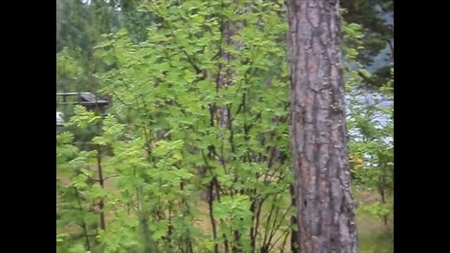 Круиз на теплоходе "Лунная соната" Москва - Санкт-Петербург смотреть онлайн