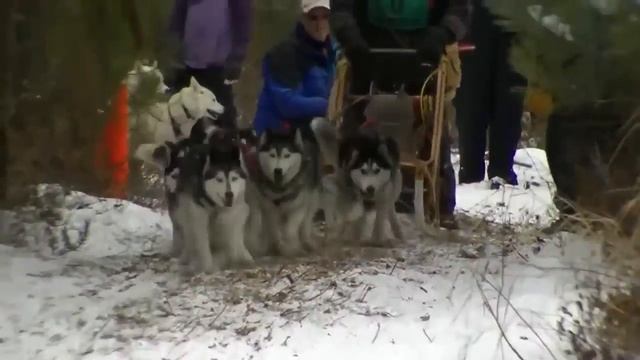 10 Самых быстрых пород собак смотреть онлайн