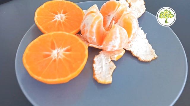 Комнатный Мандарин Кованово Васе бесплатно смотреть онлайн