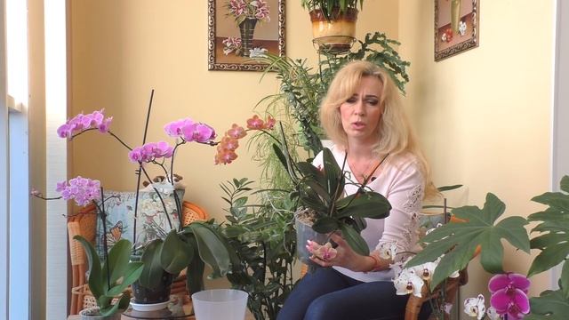 Мини, мультифлора, стандарт - в чём разница!