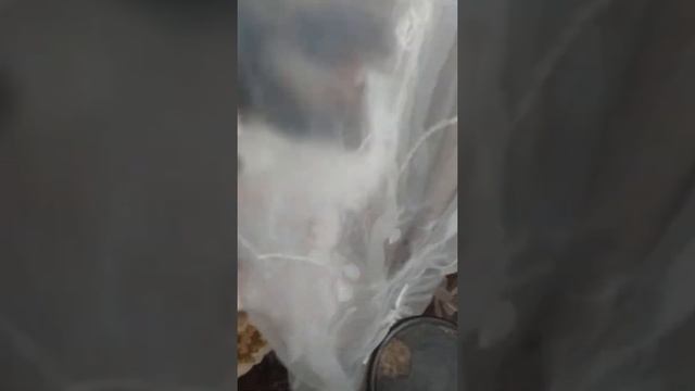 Почему кошки лижут тюль ? смотреть онлайн