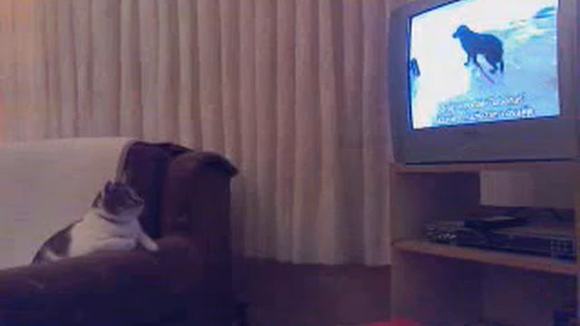 Cat watching TV [Animal Planet] смотреть онлайн
