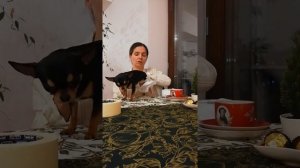 Памперс (подгузник) для собаки своими руками.