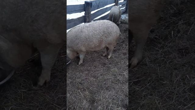 кормление свинок. венгерская мангалица смотреть онлайн