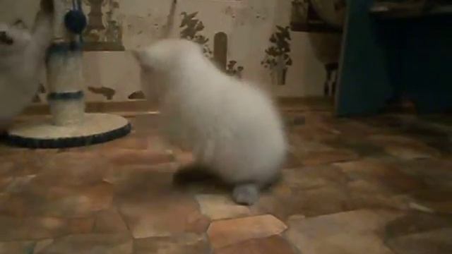 Котята питомника Graces. Помёт "А" смотреть онлайн