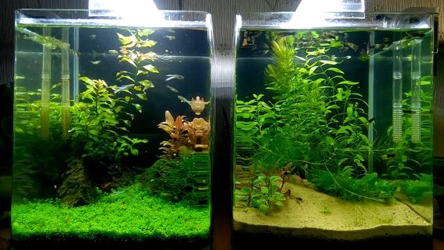 #Хемиантус_куба - неприхотливая почвопокровка