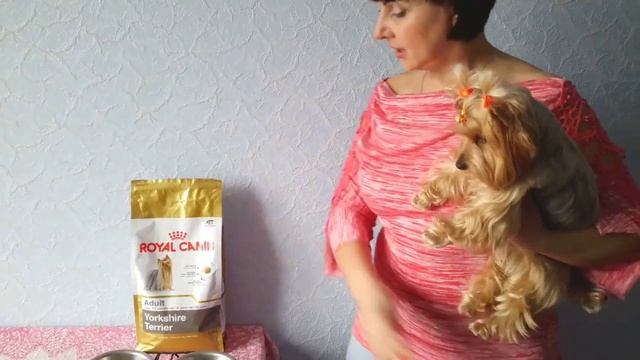 Йоркширский терьер. Знакомство. Что нужно для щенка с первых дней смотреть онлайн