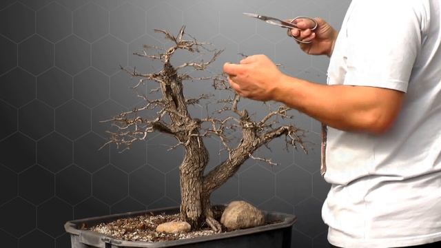 Galagonya (Crataegus monogyna) - A Kócós - 4 éves yamadori смотреть онлайн