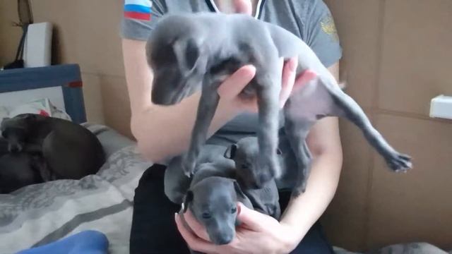 Щенки левретки, девочки, д. р. 21/12/19 смотреть онлайн