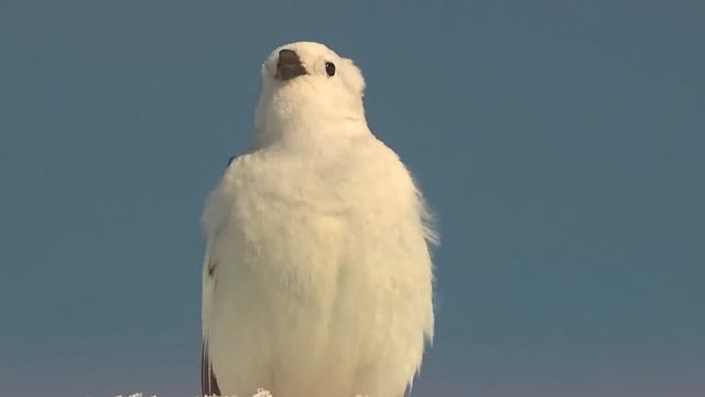 Weird and Wonderful World of 30 Wild Animal смотреть онлайн