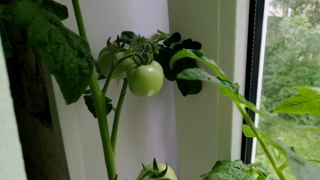 Выращивания томата/Томаты на подоконнике/Как вырастить помидоры круглый год/Эксперимент/1 сезон смотреть онлайн